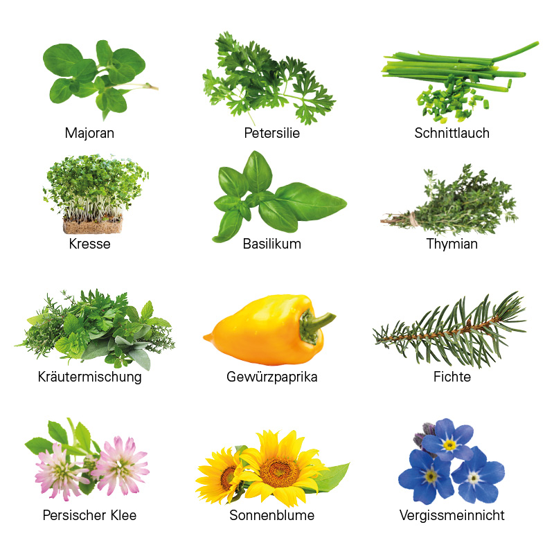 Adventskalender Eco XL Samentütchen & Substrattabletten