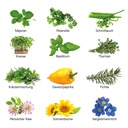 Adventskalender Eco XL Samentütchen & Substrattabletten